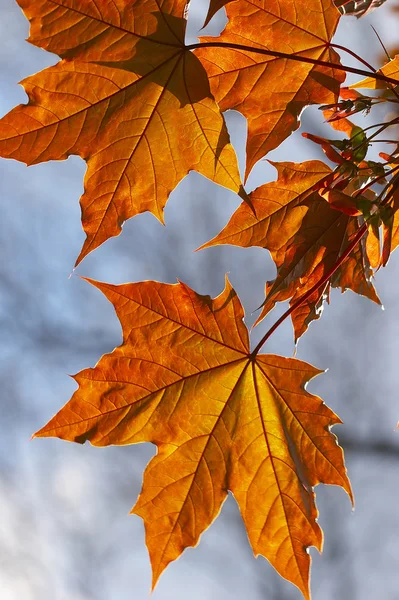Golden maple's leaf — Stock Photo, Image