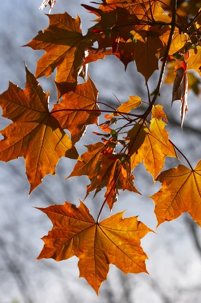 Red maple's leaf — Stock Photo, Image