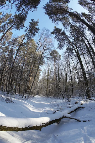 Kışlıklar orman — Stok fotoğraf