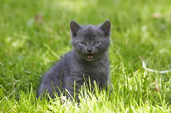 Gato cinzento na grama verde — Fotografia de Stock