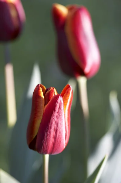 Red tulips Royalty Free Stock Images