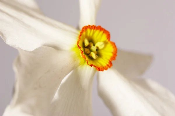 Fiore di narciso Fotografia Stock