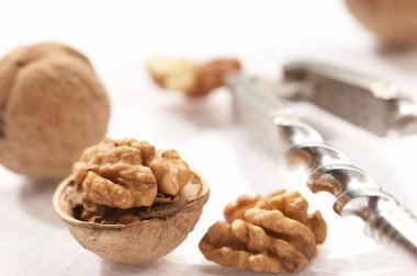 Walnut clipart