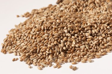 Grain clipart