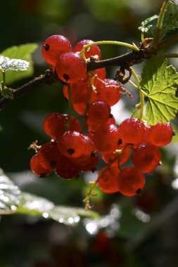 Red currants clipart