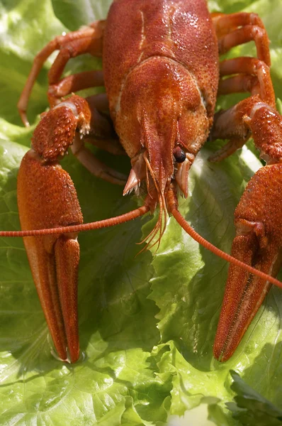 Cooked crawfish — Stock Photo, Image