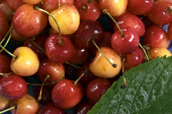 Cherryho vzorek — Stock fotografie