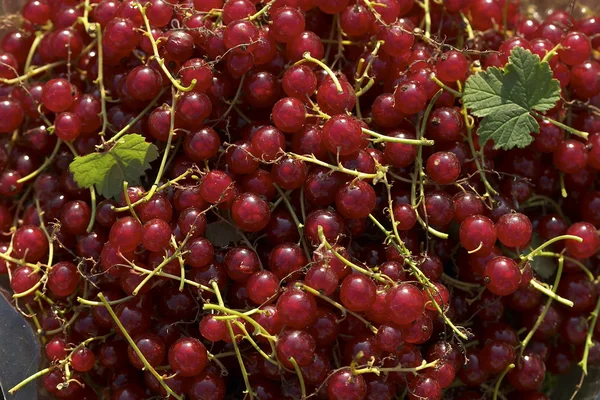 Red currants pattern — Stock Photo, Image