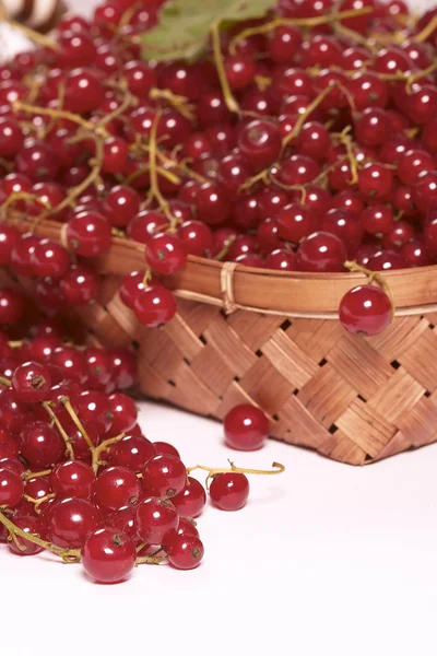 Basket of re currant — Stock Photo, Image