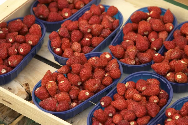 Dzikie starwberries — Zdjęcie stockowe