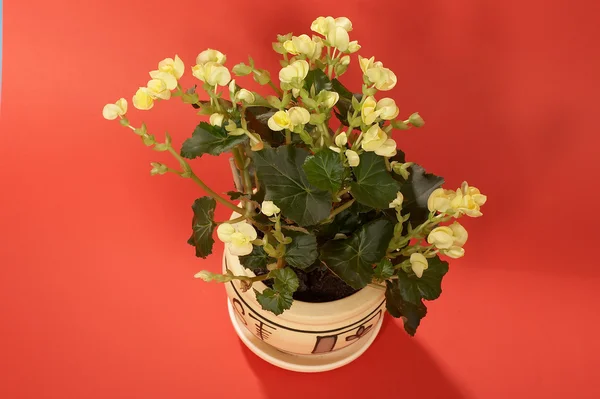 Flor no vaso Fotografias De Stock Royalty-Free