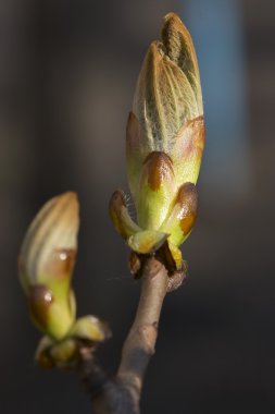 Kestane'nın bud