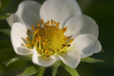 Strawberry's flower macro clipart