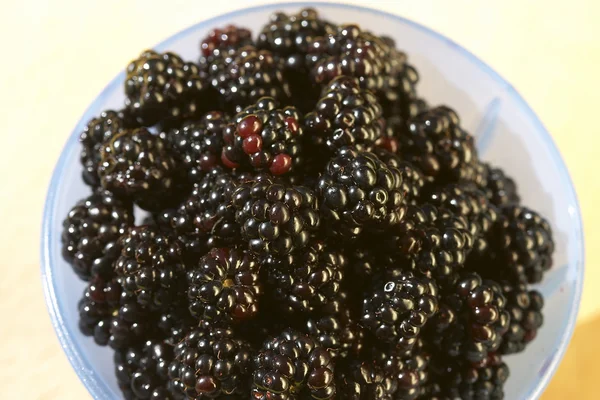 stock image Blackberries