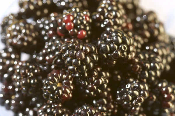 Blackberries pattern — Stock Photo, Image