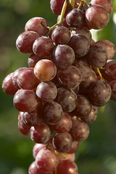 Виноград — стокове фото