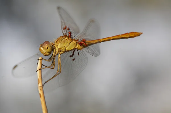 stock image Dragonfly