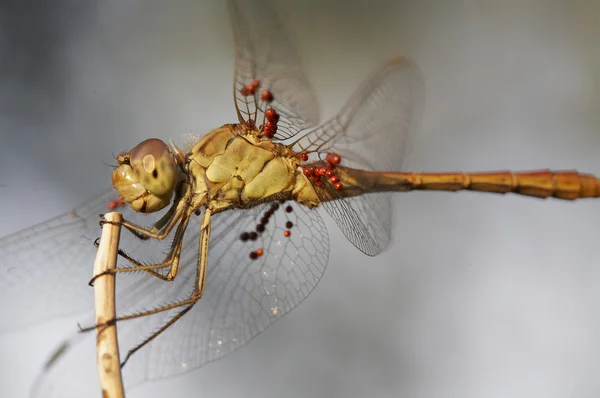 Dragonfly; — Stock Photo, Image
