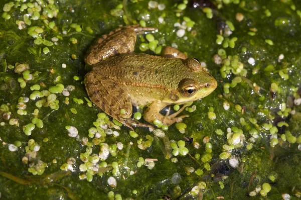 stock image Frog