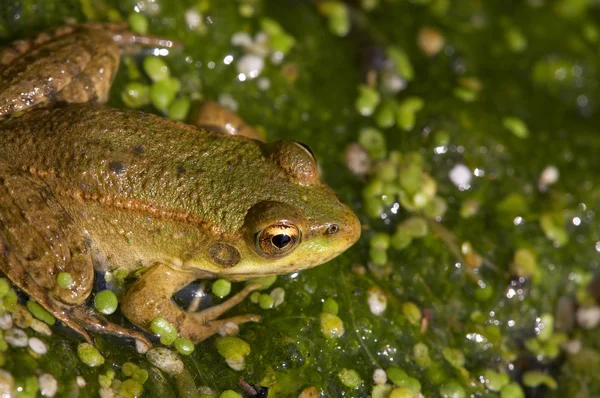 stock image Frog in the swamp