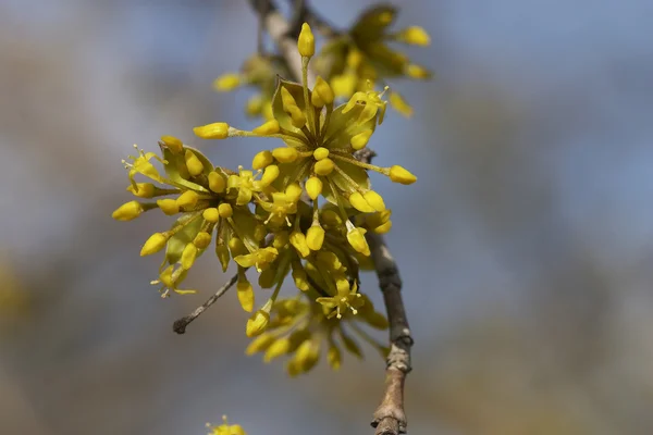 Árbol de primavera — Foto de Stock