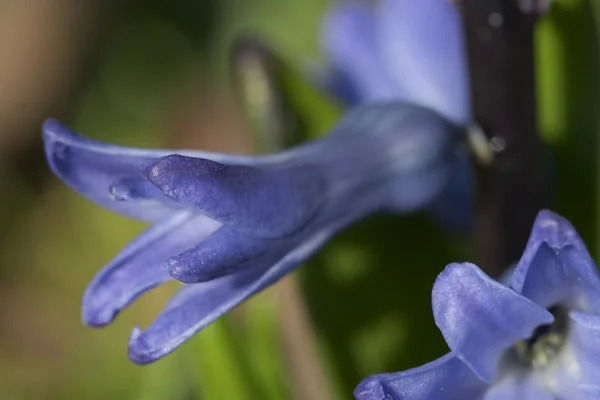 Hyacinth blossom — Stock Photo, Image