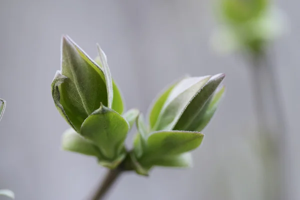 Lilac's new leaves — Stock Photo, Image