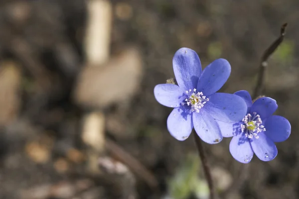 Fiore di primavera blu — Foto Stock