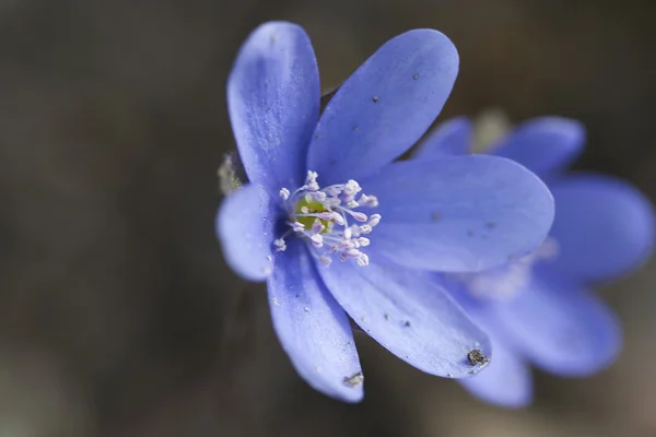 Blauwe petal — Stockfoto