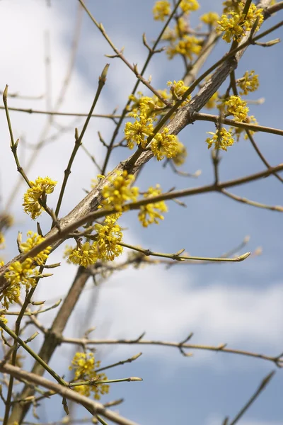 노란색 나뭇가지 — 스톡 사진