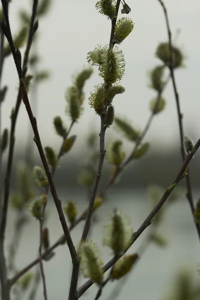 Willow buds — Stock Photo, Image