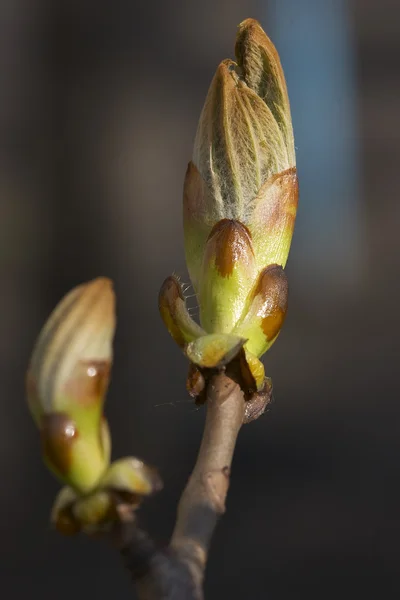 栗の芽 — ストック写真