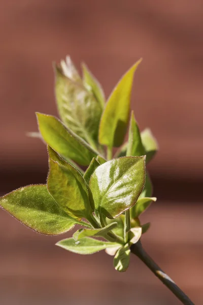 라일락 봄 잎 — 스톡 사진