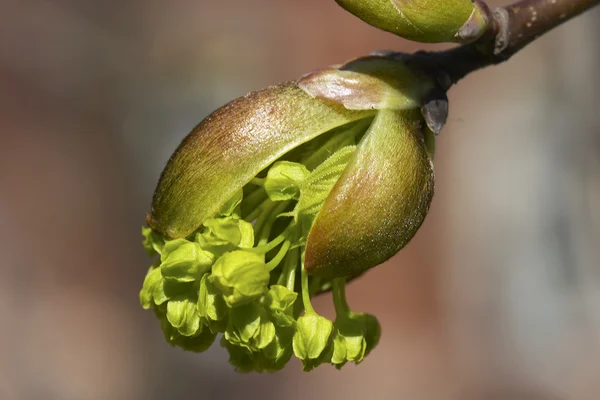 Blossom out bud — Stock Photo, Image