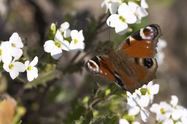 Spring butterfly — Stock Photo, Image