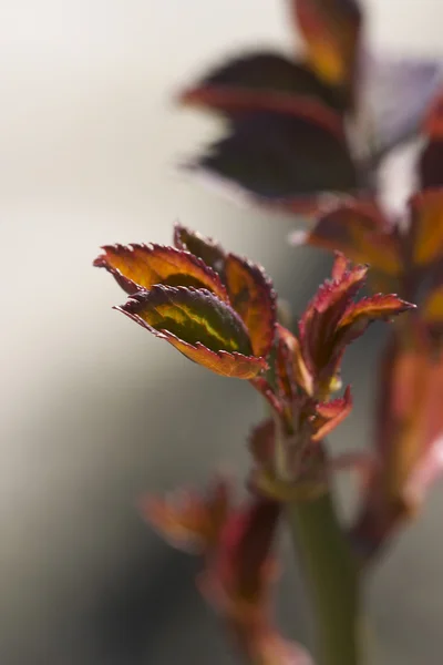 로즈의 잎 — 스톡 사진