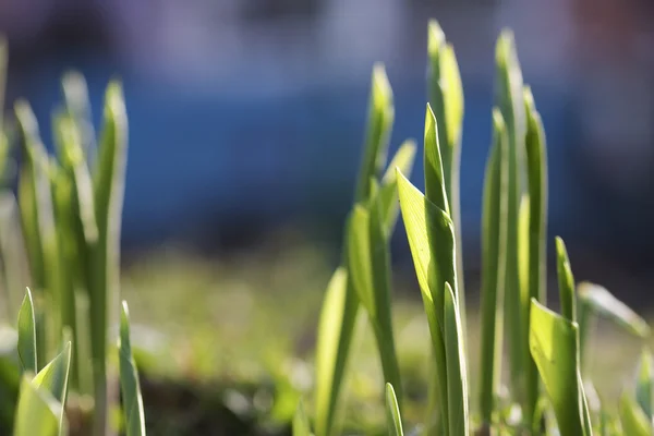 Våren stjälk — Stockfoto
