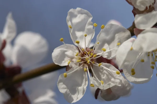 Цветение вишни — стоковое фото