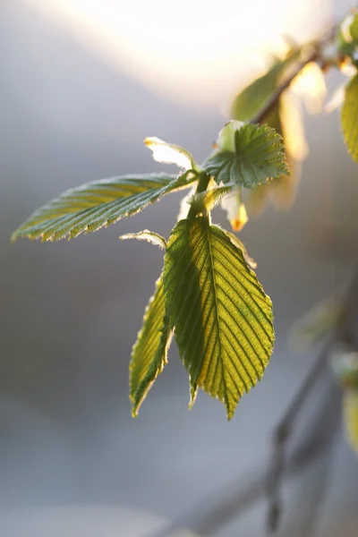 산사 나무속 잎 — 스톡 사진