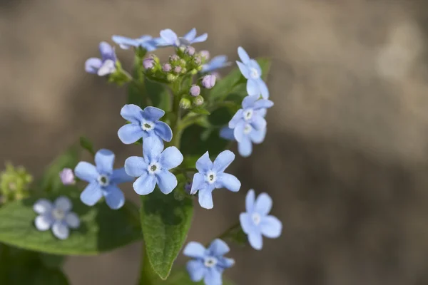 Printemps fleur bleue — Photo