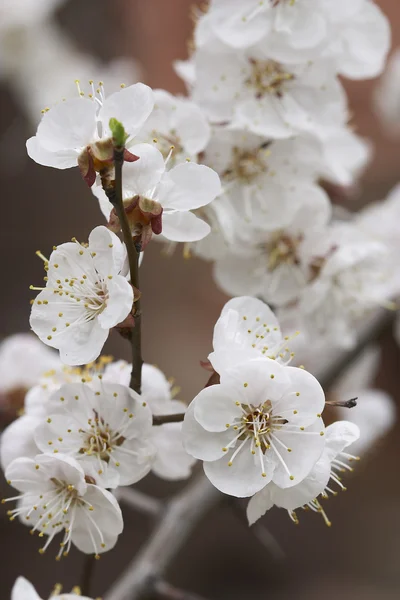Aprikoss bloom — Stockfoto