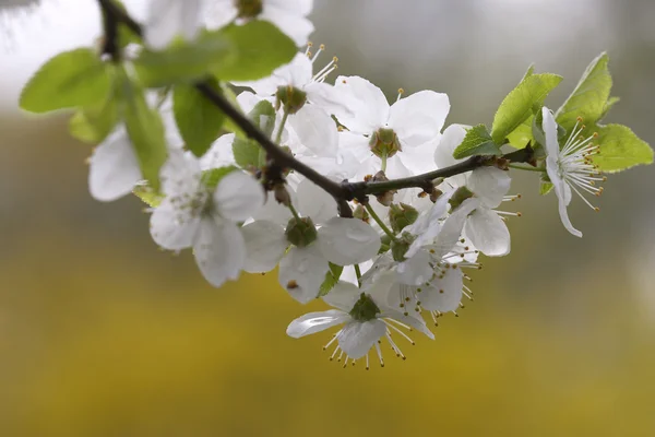 Apple'nın bloom — Stok fotoğraf