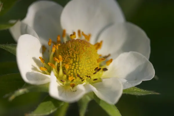 Макрос квітка полуниці в — стокове фото