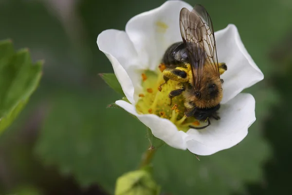 Клубника и пчела — стоковое фото