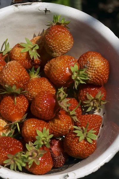 草莓碗二 — 图库照片