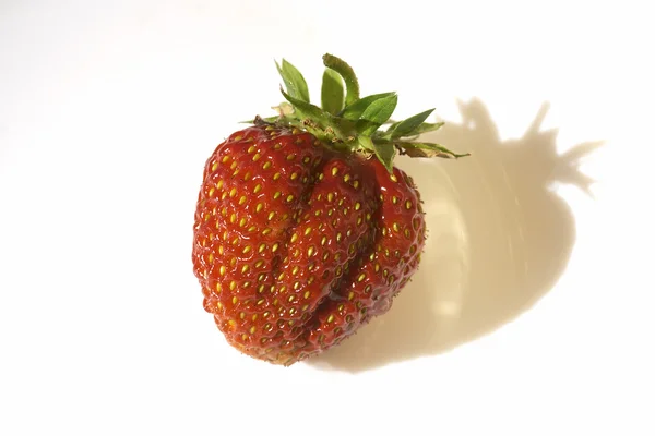 草莓白上 — 图库照片