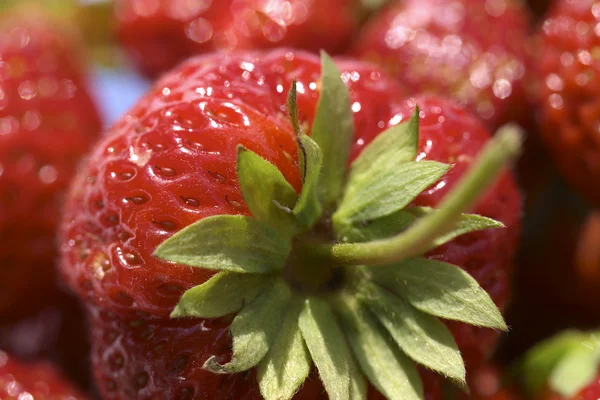 Nahaufnahme von Erdbeere — Stockfoto