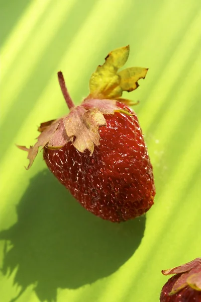 Sunny strawberry — Stock Photo, Image