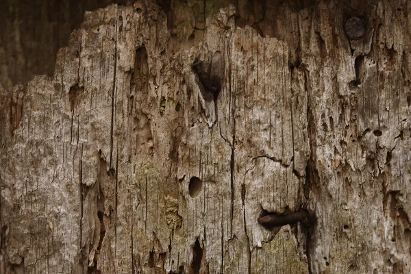 오래 된 나무판 — 스톡 사진