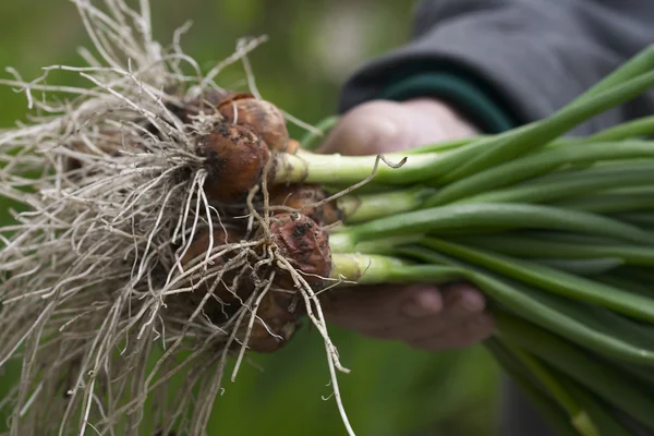 Fresh spring onion — Stock Photo, Image